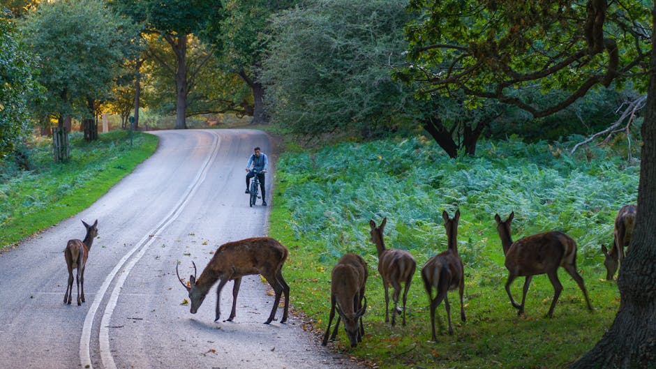 A person riding a bicycle on a winding country road surrounded by lush green trees and foliage during daytime. In the foreground, several brown deer with antlers and young deer are grazing and standing near the roadside, some close to large trees and grassy areas. The scene appears quiet and natural, with no buildings or urban structures visible. This outdoor environment exemplifies a peaceful woodland setting, which is relevant in the context of house removals and moving logistics that may involve outdoor transport or planning in rural areas. Man and Van Kingston Vale's services could include planning for moves in such scenic environments, emphasizing careful handling of furniture and packing materials amid natural surroundings.